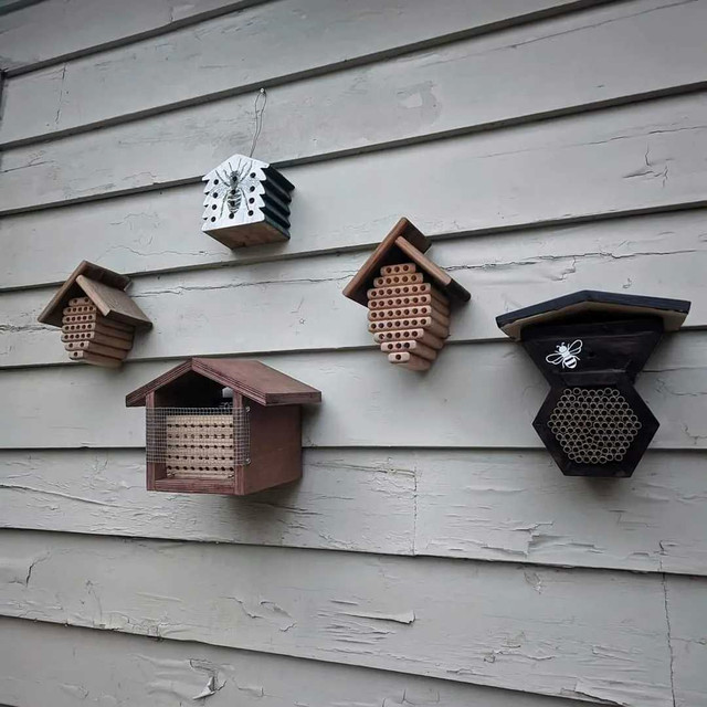 MASON BEES in Other in Delta/Surrey/Langley - Image 2