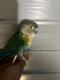 Turquoise yellow sided conure for sale 