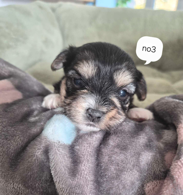 4 belles petites femelles Morkies dans Chiens et chiots à adopter  à Longueuil/Rive Sud - Image 4