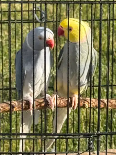 Rare Indian ringneck pair parrot, View more