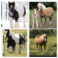 Looking for A Mare to Breed