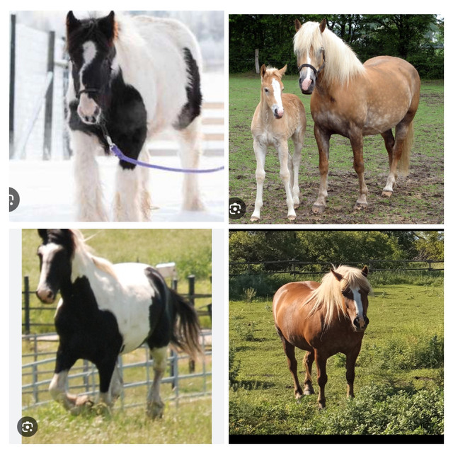 Looking for A Mare to Breed in Horses & Ponies for Rehoming in Portage la Prairie