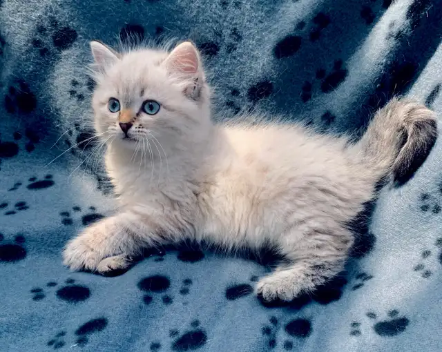 Siberian Kittens (Neva Masquerade). Hypoallergenic/Low Allergen