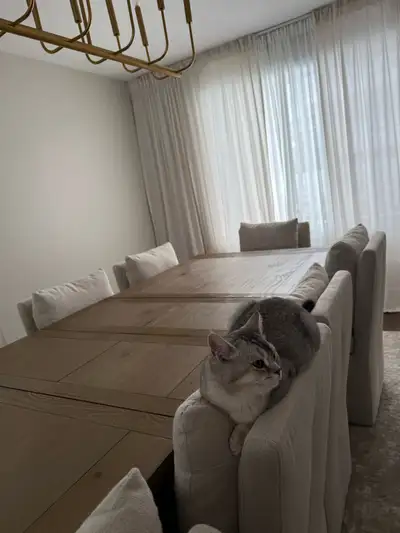 Selling our beautiful Scottish straight male 6 month and a half Beautiful very friendly love kids an...