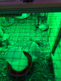 coturnix quail chicks and fertilized eggs for sale