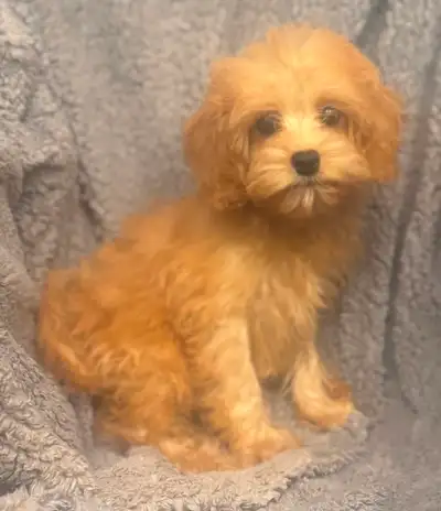 TINY!!!!  F1B Cavapoo puppies, View more
