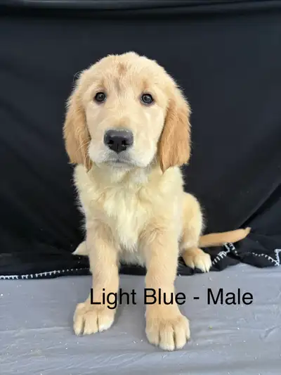 ✨ Golden Retriever Puppies – Ready to Go Now! ✨ The wait is over! Our adorable Golden Retriever pupp...