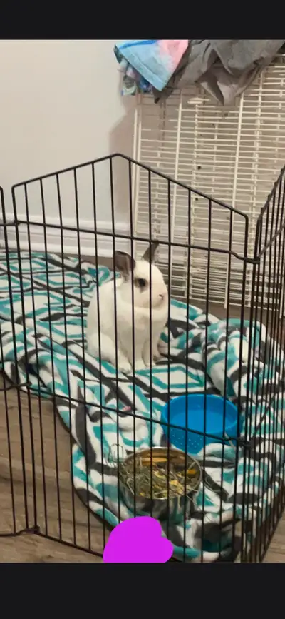 Looking to rehome bunny, View more