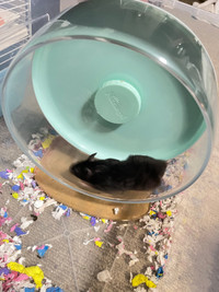 Baby hamsters $10