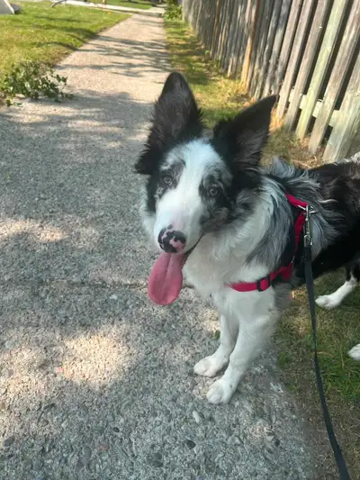Male Blue Merle Border Collie / Australian Shepherd Puppy, View more