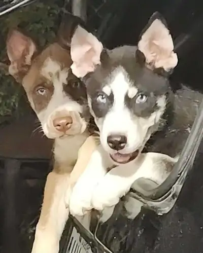 12 weeks old Husky puppies for adoption and also pittbull puppy, View more