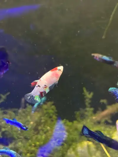 Female Koi Betta , View more