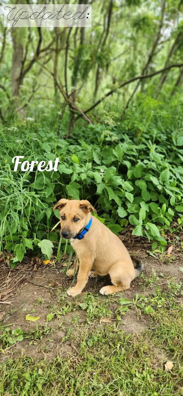 Adorable Puppies! Ready To Adopt Now! in Dogs & Puppies for Rehoming in Kitchener / Waterloo - Image 8