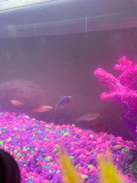 looking for any unwanted fish and accessories!
