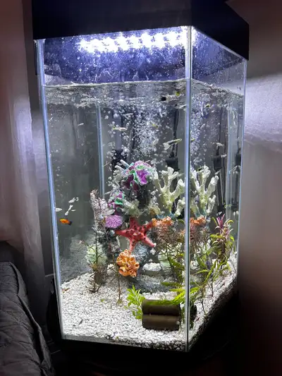 Selling my used but well-maintained aquarium setup, complete with fish, shrimps, and all the essenti...