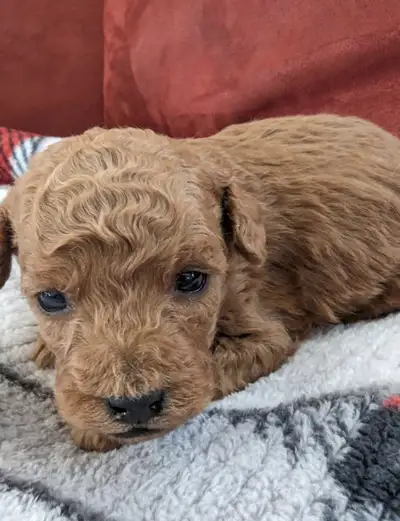Goldendoodles, beautiful and well raised, breeder, 2 left, View more