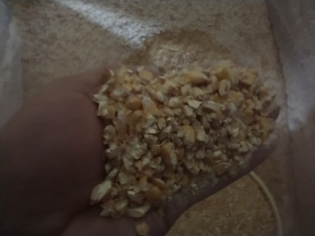 Cracked or whole corn feed for sale in Livestock in Oshawa / Durham Region - Image 3