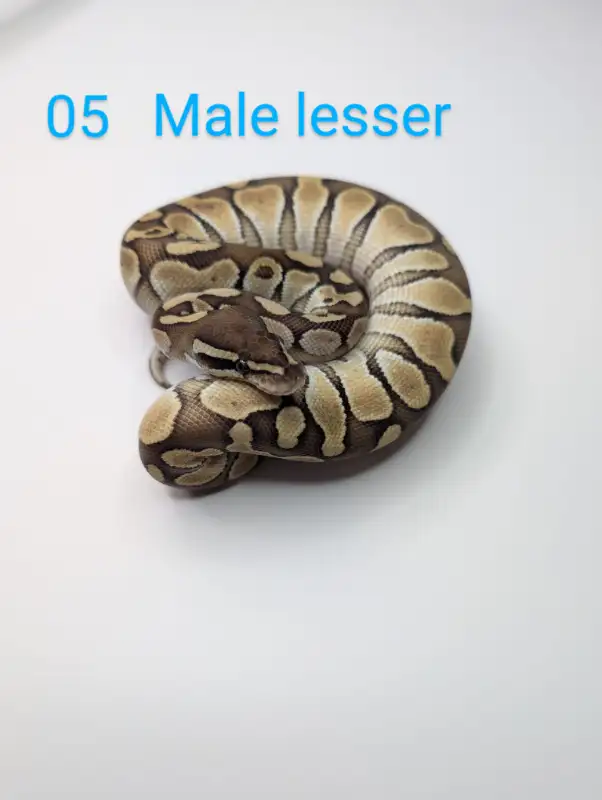 Ball Pythons, Boas, and Feeders New year DEALS!!! in Reptiles & Amphibians for Rehoming in Kitchener / Waterloo - Image 3