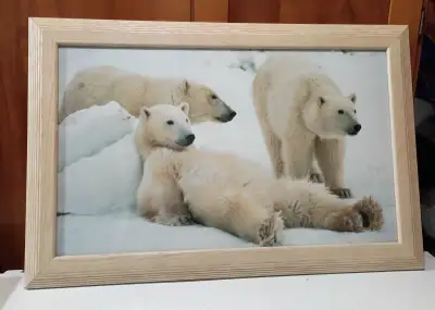 Nicely Framed Polar Bear Picture, View more