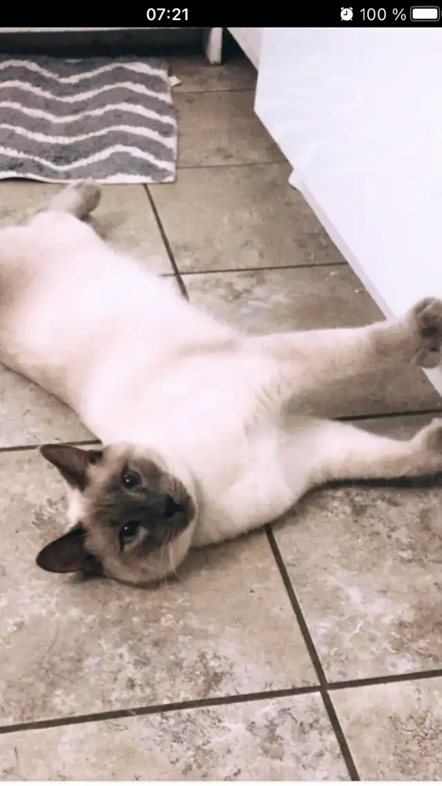 Chat ragdoll mix in Cats & Kittens for Rehoming in Lévis - Image 2