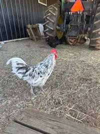 Blue egg Rooster