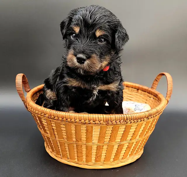 Mini bernedooodles in Dogs & Puppies for Rehoming in Vancouver - Image 4