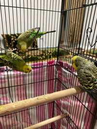 Two female budgies and a male