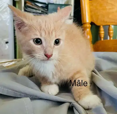 J'offre d'adorables chatons nés le 6 Avril 2025, prêts à trouver leur famille pour toujours! Ces pet...