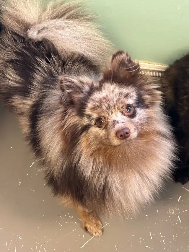 Pomeranians in Dogs & Puppies for Rehoming in Penticton - Image 3