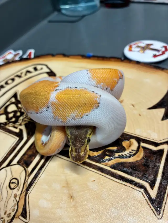 super orange dream pas pin Pied in Reptiles & Amphibians for Rehoming in Saint John - Image 5