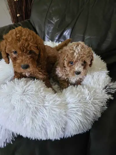 Toy puddle puppies , View more