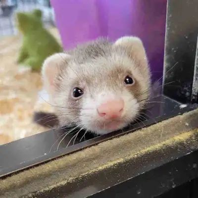 We have some adorable baby ferrets available just 13 weeks old they have been vaccinated descented a...