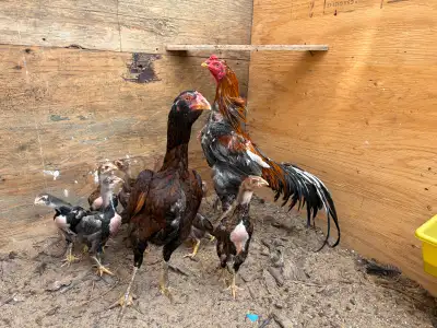 Very healthy bird selling parents only $300 Or $200 for hen $150 for the rooster