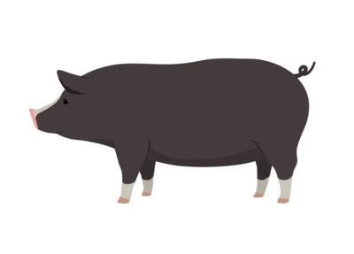 Berkshire pigs for sale, View more