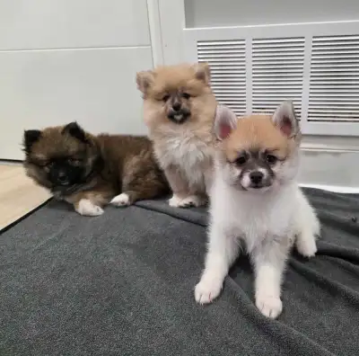 pomsky f1b puppies boy & girl, View more