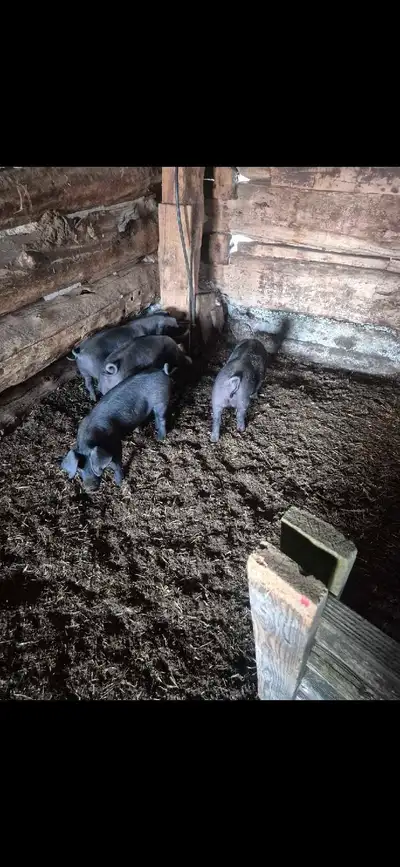 Heritage pigs, View more