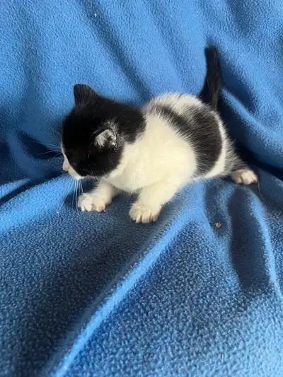 Black and white female Black and white male Born May 27th Ready to go July 22 $50 each Located Quesn...