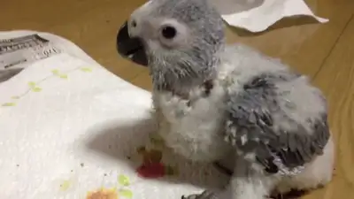 baby African grey Congo parrots 1 month old, View more