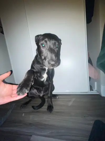 XL bully x lab pups, View more