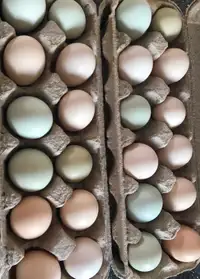 Bearded Silkie Surprise Hatching Eggs