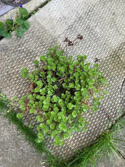 Ground cover sedums , View more