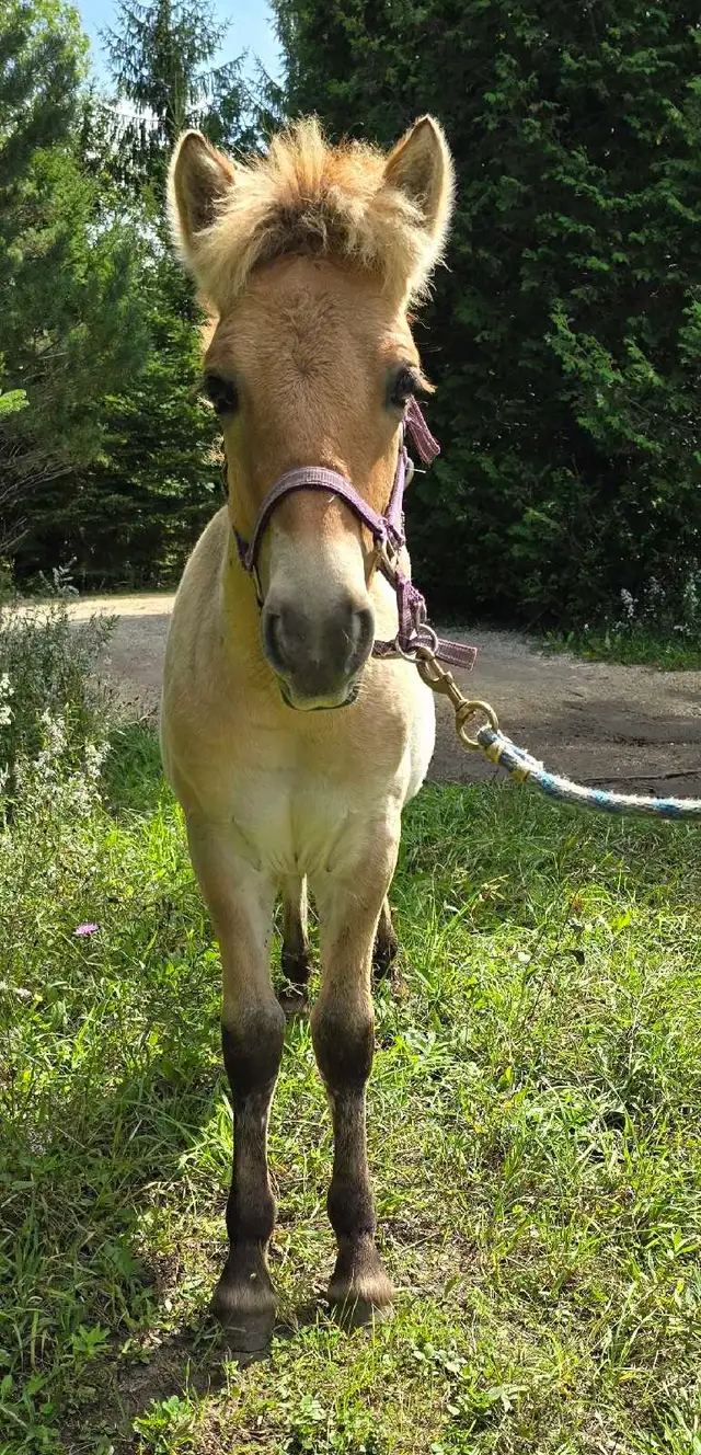 Registered Norwegian Fjord Colt in Horses & Ponies for Rehoming in Owen Sound - Image 6
