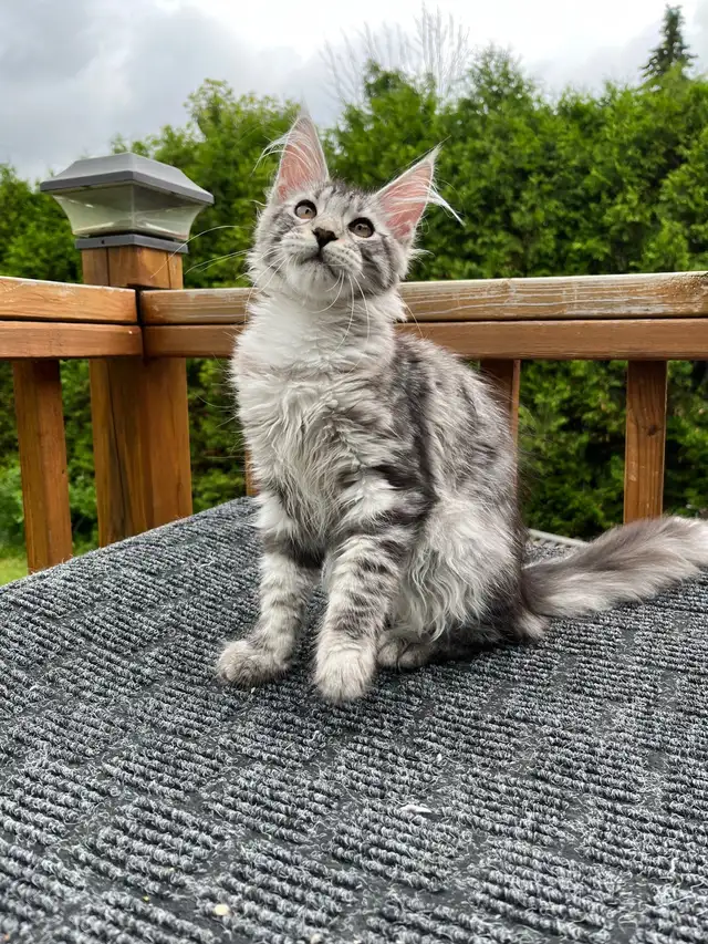 mainecoon in Cats & Kittens for Rehoming in City of Montréal - Image 8