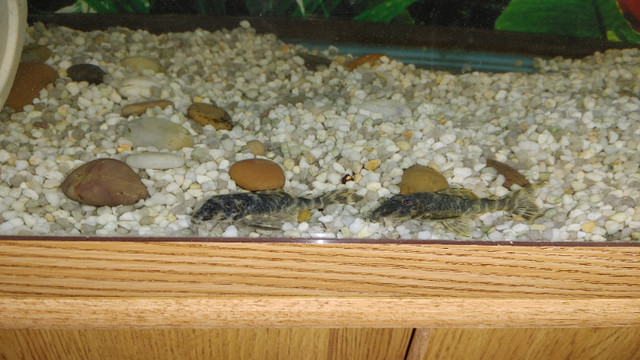 Exotic  Quintet Pleco Pair for Aquarium Fish Tank For Sale in Fish for Rehoming in Ottawa - Image 3