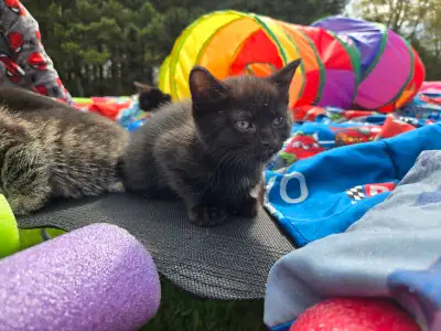 kittens looking for forever homes, View more