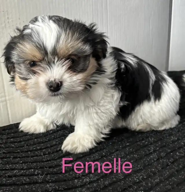 Morkies tricolores au pelage fourni ! in Dogs & Puppies for Rehoming in Victoriaville - Image 10