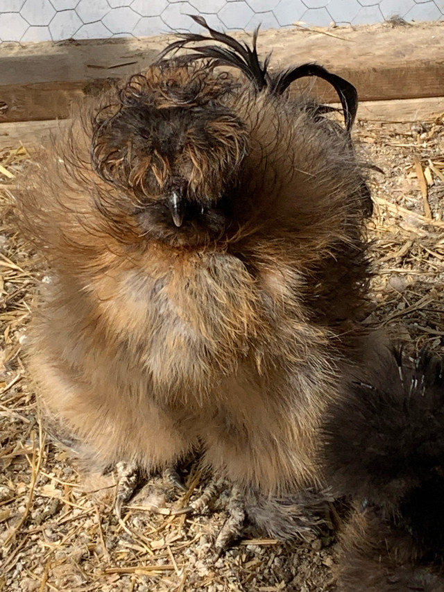 3 Silkie Roos Available in Equestrian & Livestock Accessories in North Bay