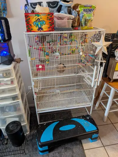 2 Male Budgies with 52 inch flight cage, View more
