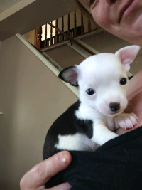 Apple head chihuahuas for sale. 