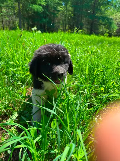 Newfoundland/saint bernard puppies, View more